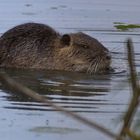 Nutria