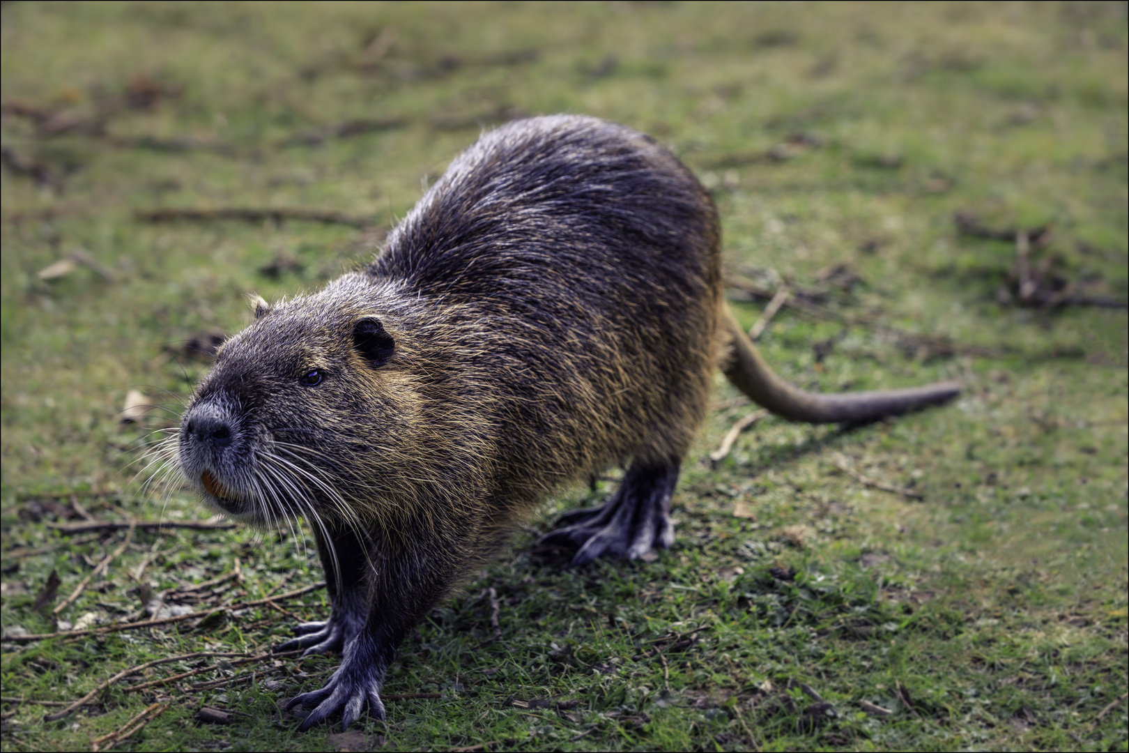 Nutria