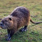 Nutria