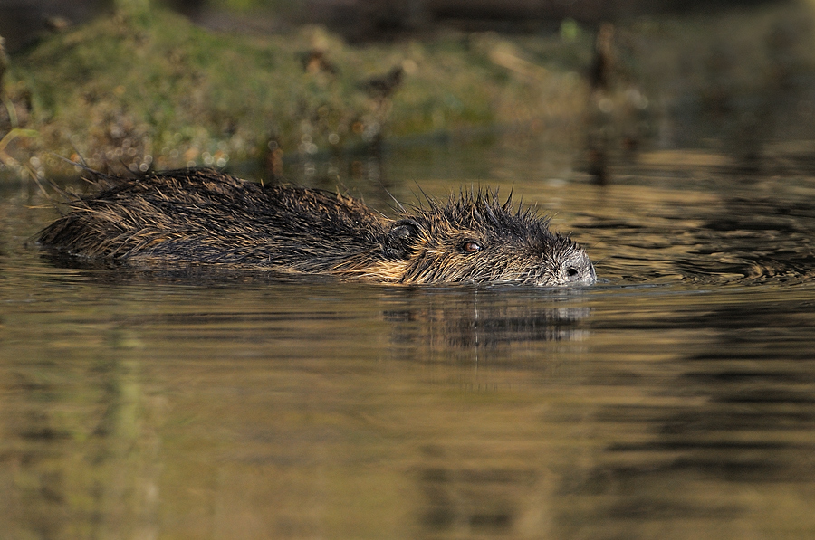 Nutria