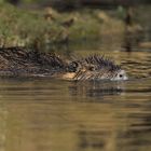 Nutria