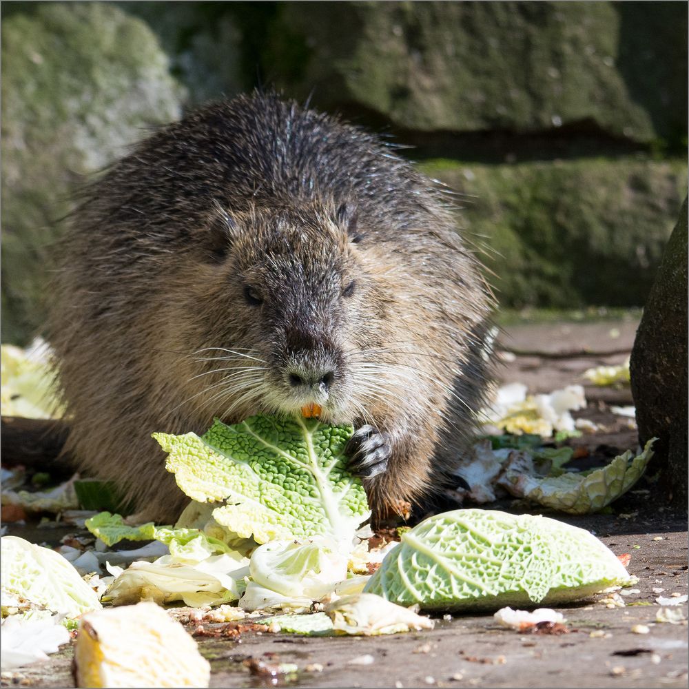 Nutria Foto & Bild | tiere, zoo, wildpark & falknerei ...