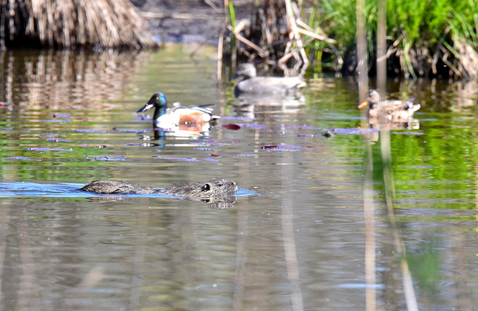 Nutria