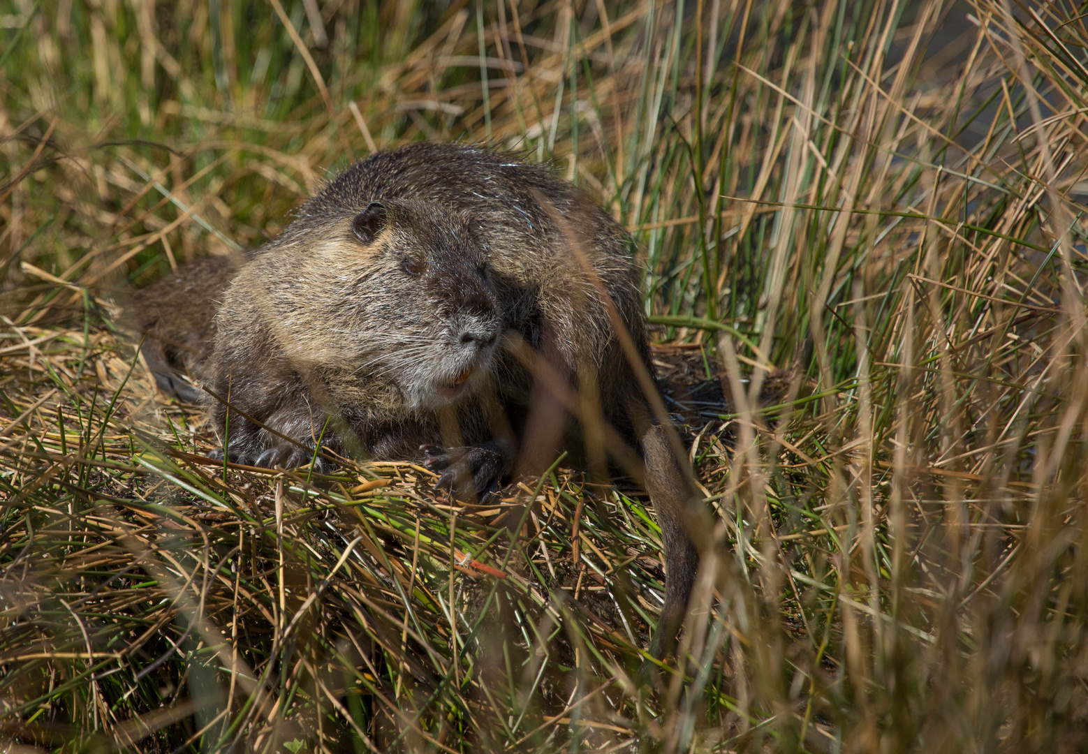 Nutria