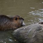 Nutria 4