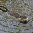 Nutria 4