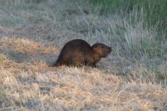 Nutria 