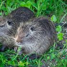 Nutria 