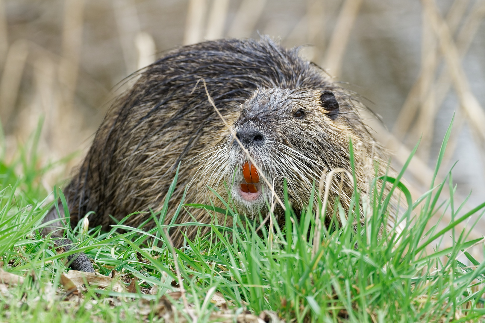 Nutria