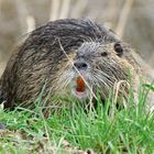 Nutria