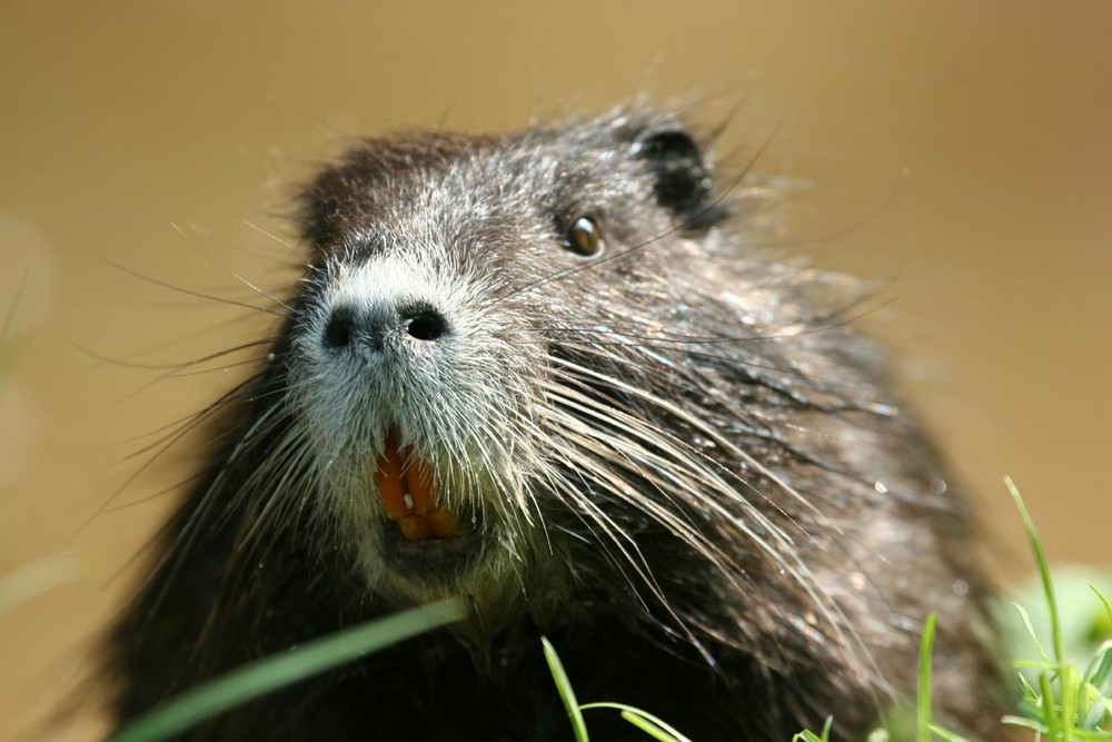 Nutria