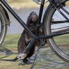 Nutria :-)