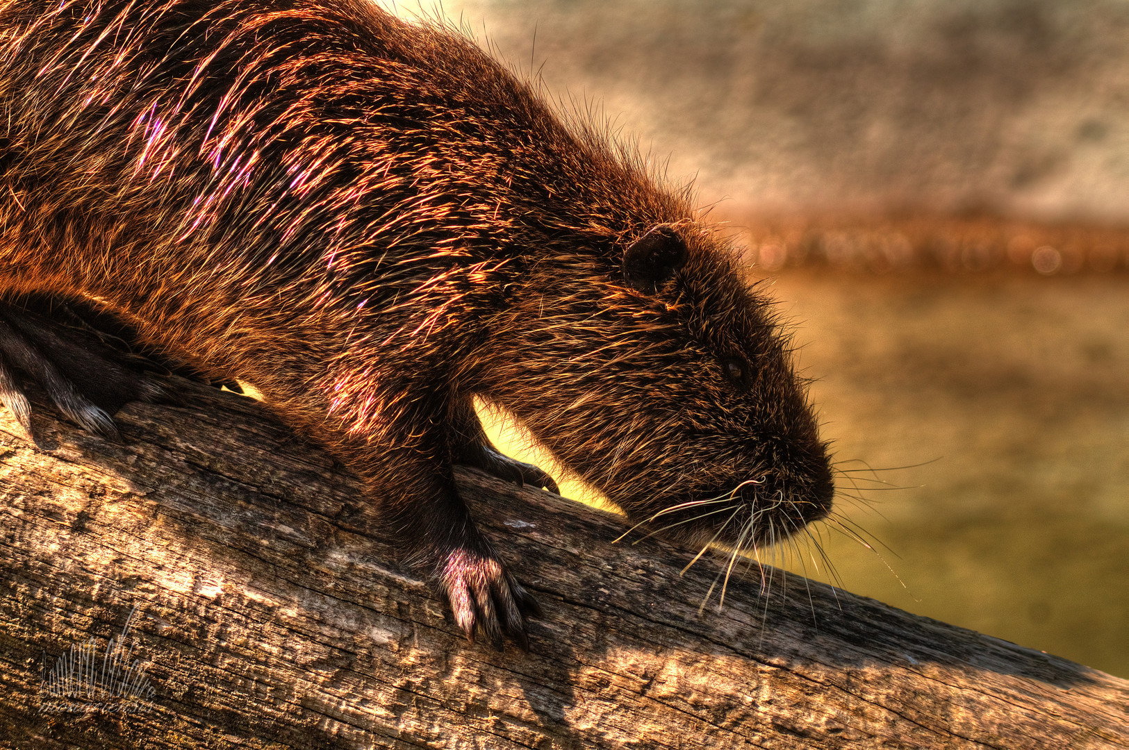 Nutria