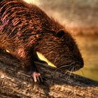 Nutria