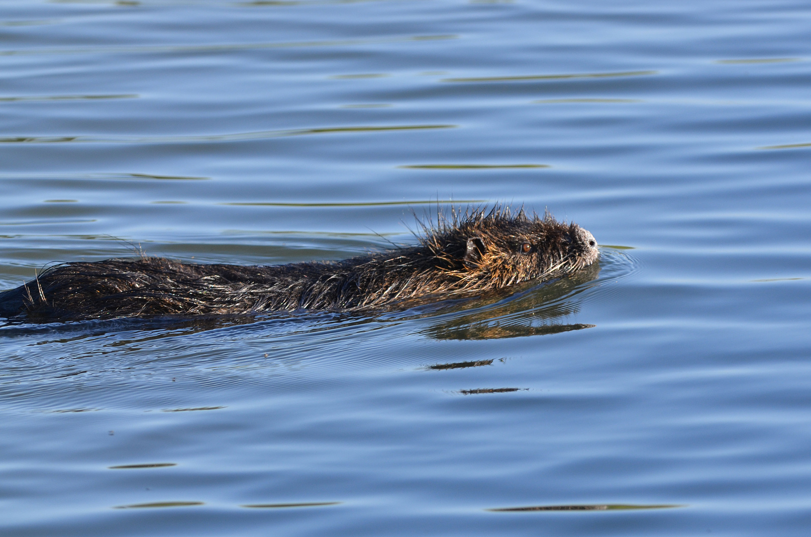 Nutria