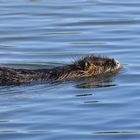 Nutria