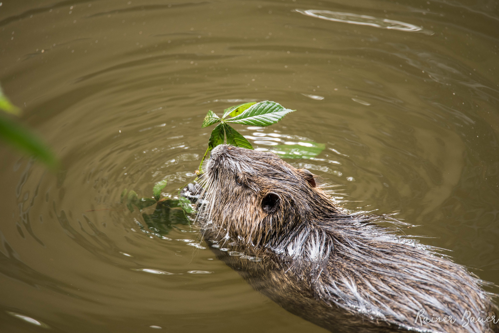 Nutria