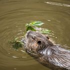 Nutria