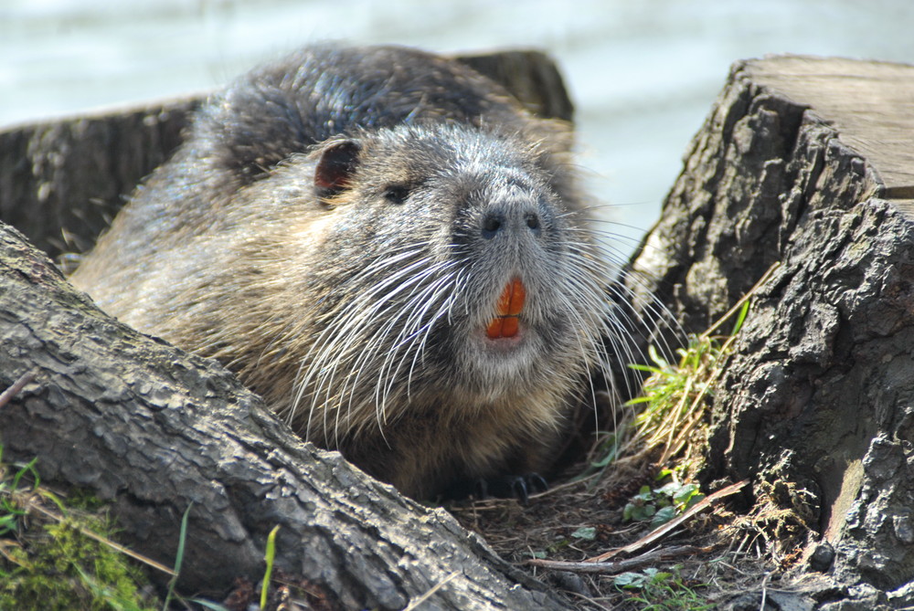 Nutria