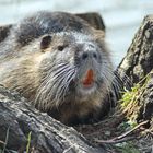 Nutria