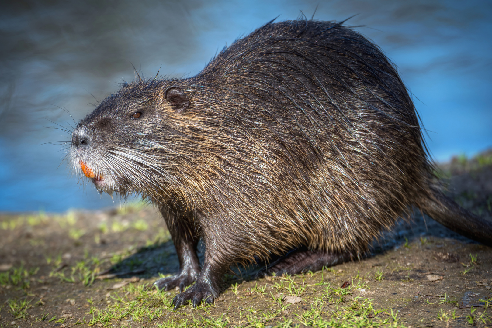 Nutria