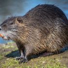 Nutria