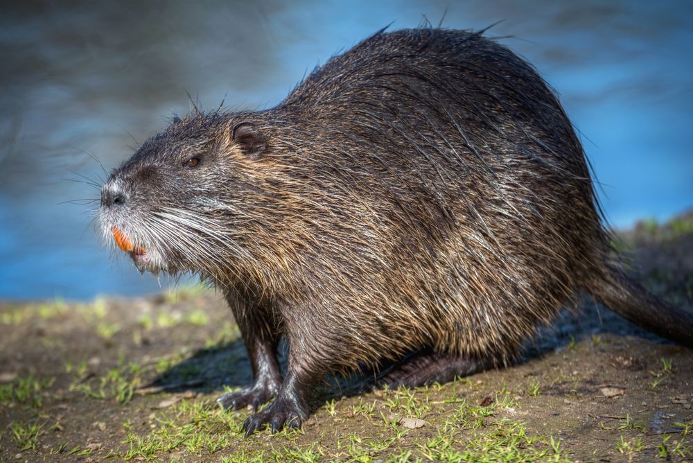 Nutria Foto & Bild | natur, nutria, er Bilder auf fotocommunity