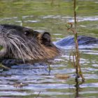 nutria