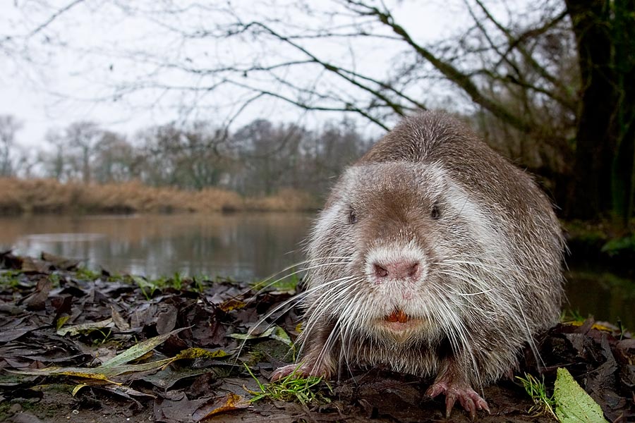 Nutria