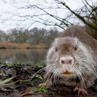 Nutria