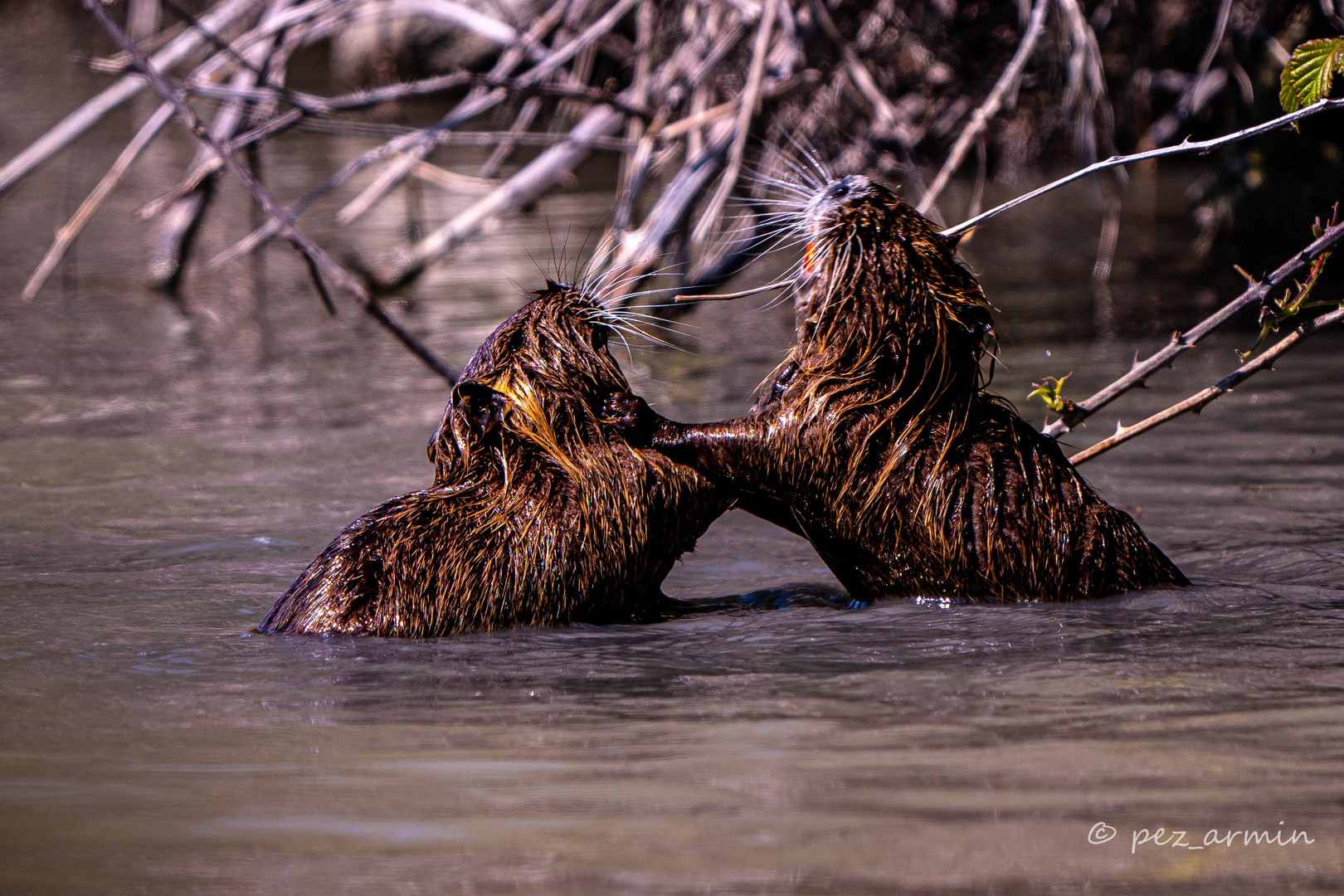 Nutria