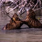 Nutria