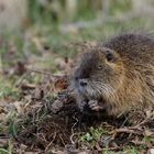 Nutria