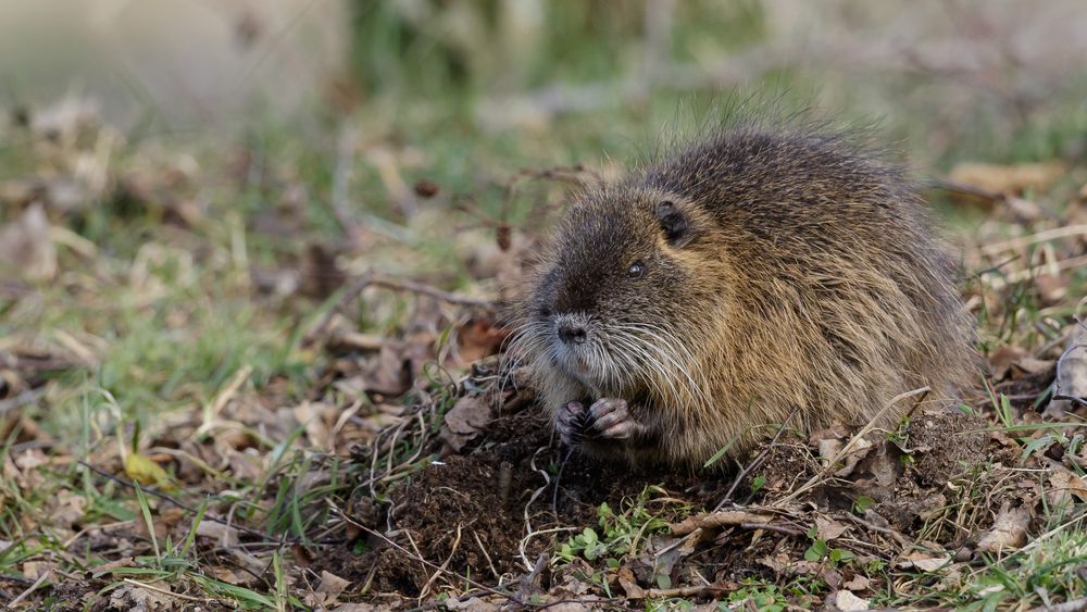 Nutria