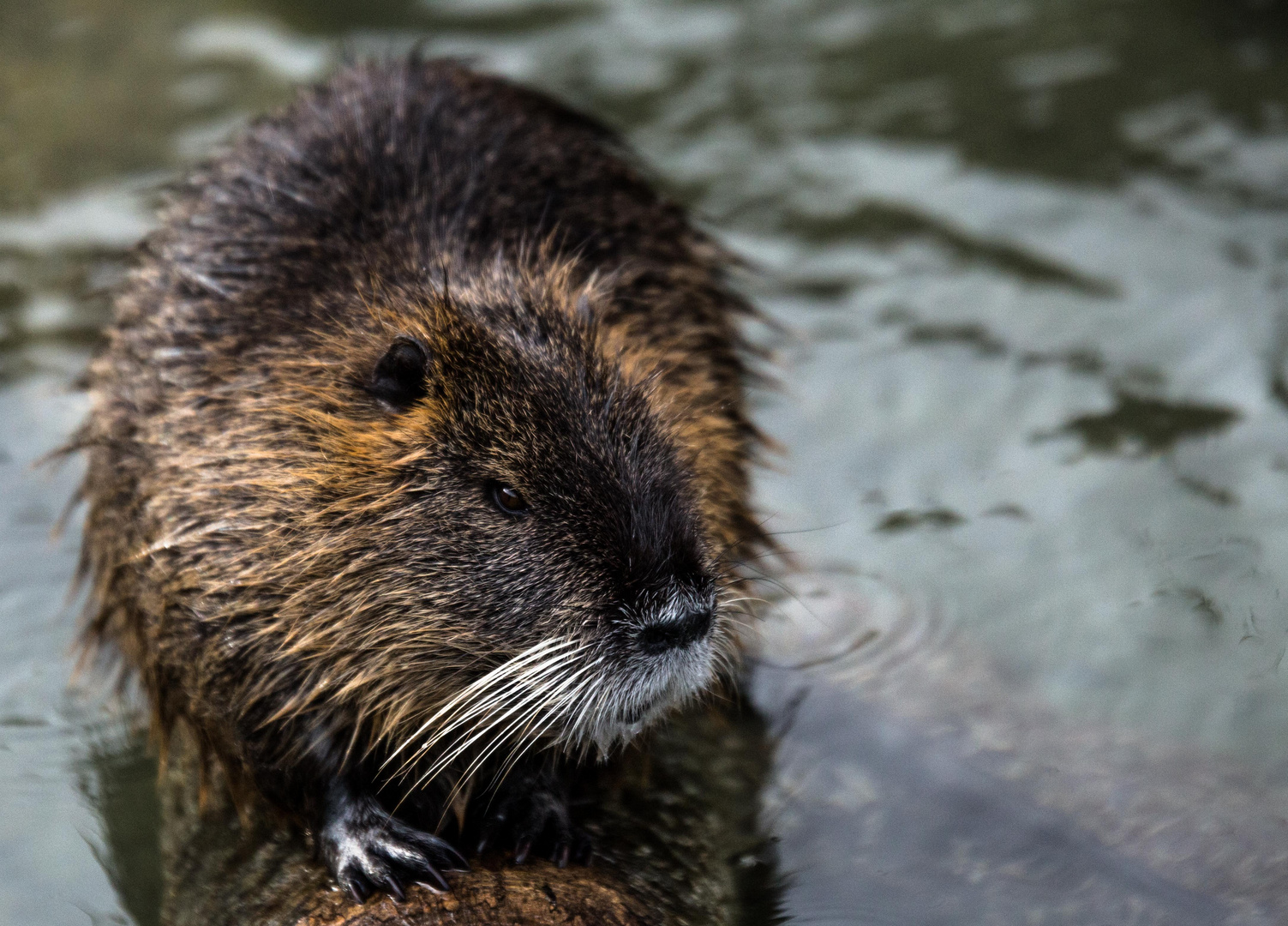 Nutria