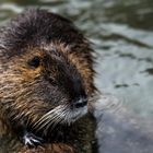 Nutria