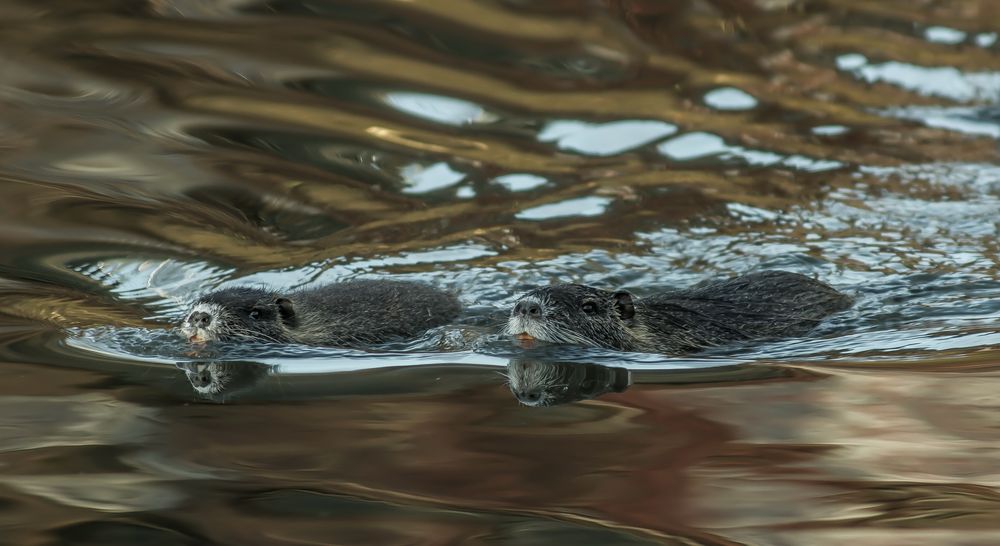 Nutria