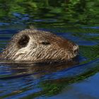 Nutria