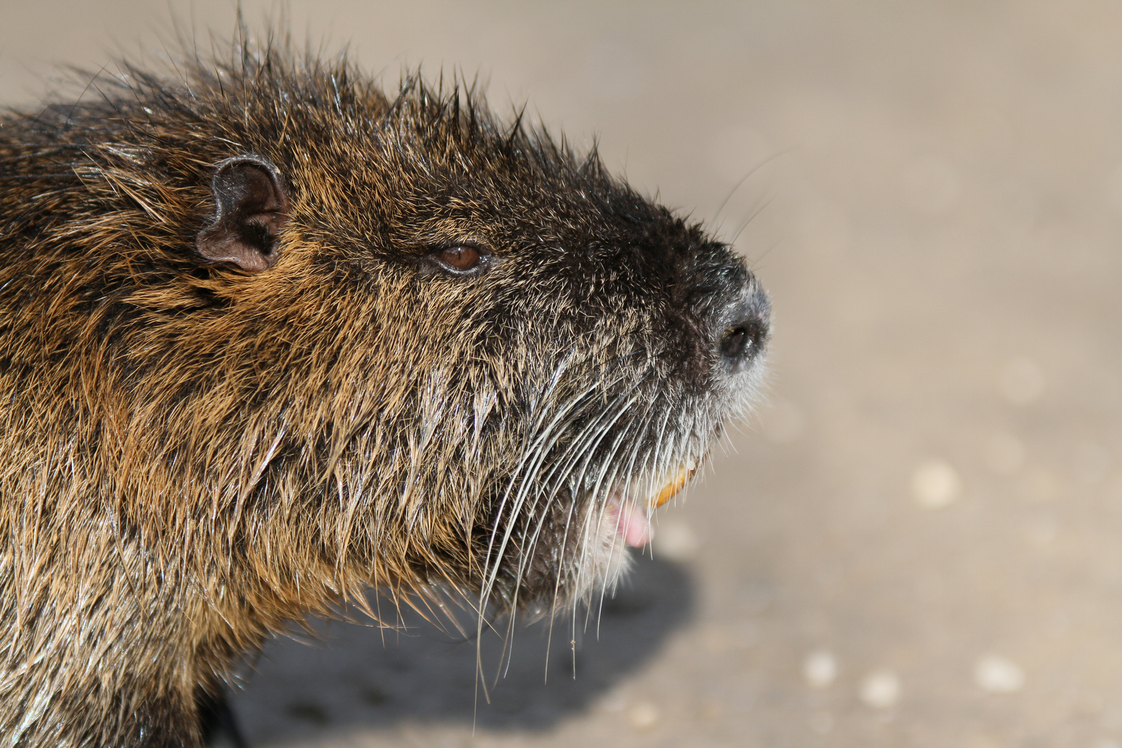 ...Nutria...