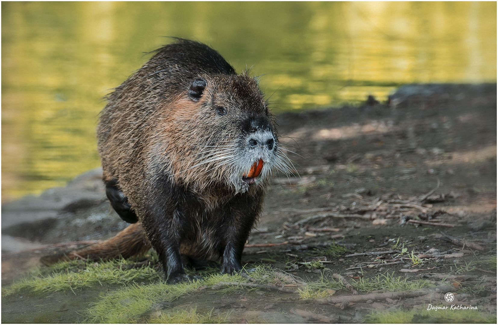 Nutria