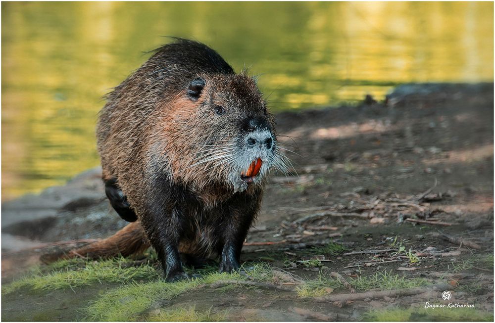 Nutria