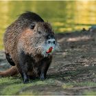 Nutria