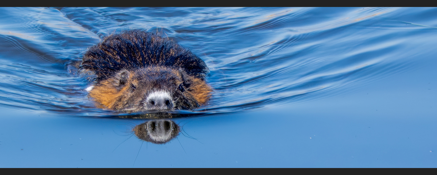 Nutria