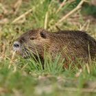 Nutria