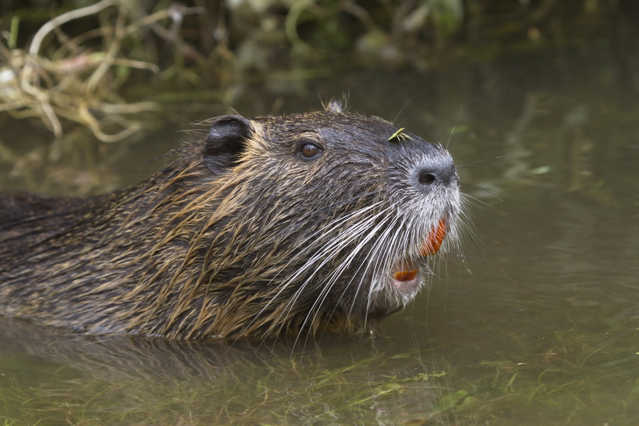 Nutria