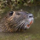 Nutria