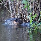 Nutria