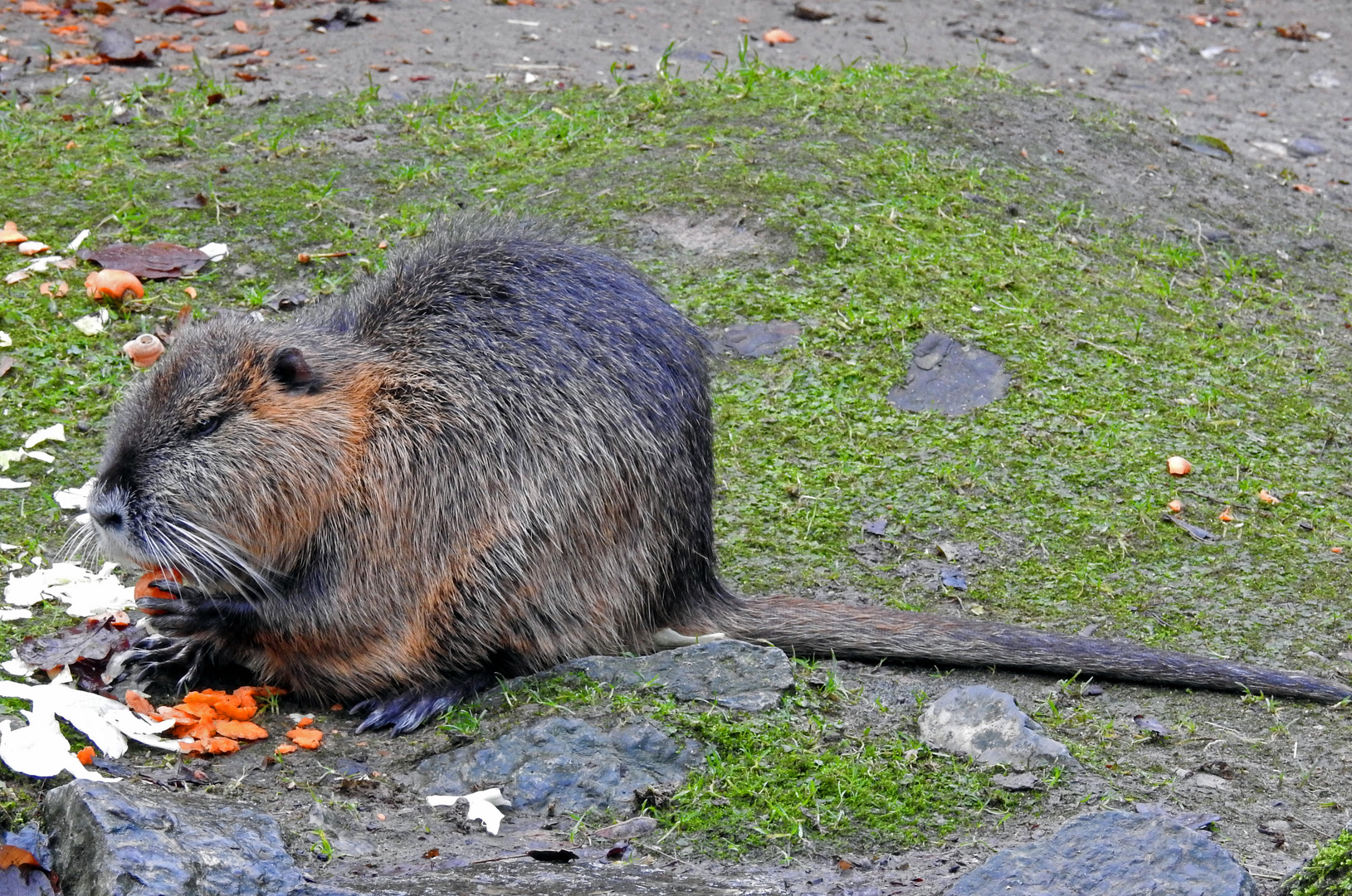 Nutria Foto & Bild | tiere, zoo, wildpark & falknerei ...