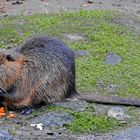 Nutria