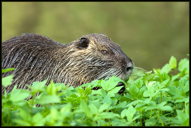 Nutria